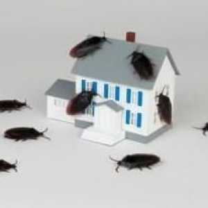 Как да се справят с хлебарки в апартамент фолк средства за защита? Добър съвет