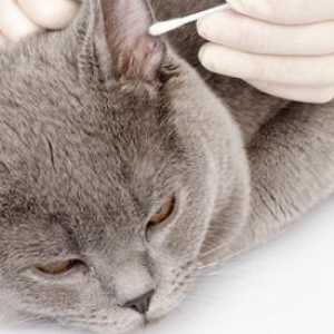 Как да почистите ушите на котката правилно? Как да почистите ушите за сгъване на котки?