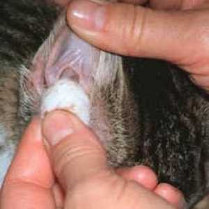 Как да почистите ушите на котенца: инструкция за грижа собственици