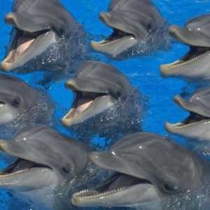 Как спит делфините? Истината и басните за мечтата на делфините