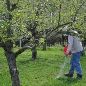 Как трябва да се извършва храненето на ябълкови дървета?