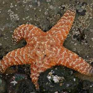 Как и кога ядат морските звезди: характеристики, описание и интересни факти