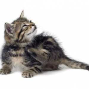 Как да се отървете от бълхи в котенца: ефективни методи за борба и превенция