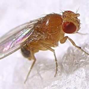 Как да се отървете от плодни мухи в апартамент: ефективни начини и методи