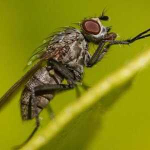 Как да се отървете от мухи в дървена къща? Народни средства и домакински химикали