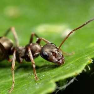 Как да се отървете от мравки в градината. Добър съвет