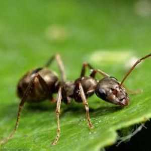 Как да се отървете от мравки в градината? Добър съвет