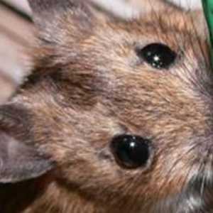 Как да се отървем от мишки в дървена къща? Има няколко начина