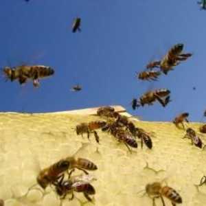 Как да се отървете от пчелите на вашия сайт
