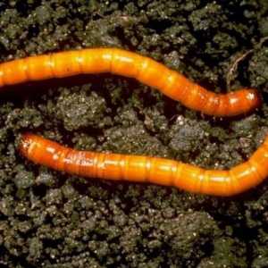 Как да се отървем от wireworm в картофите? Полезни съвети