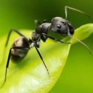 Как да се отървете от градински мравки на сайта бързо и завинаги