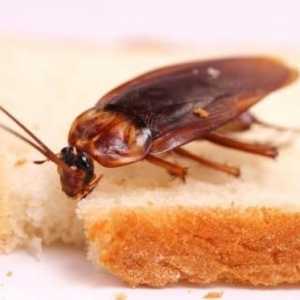 Как да се отървете от хлебарки веднъж завинаги? Добър съвет