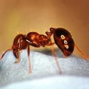 Как да се лекува ухапване на мравки