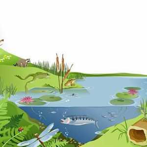 Как хората използват езерните екосистеми сега?