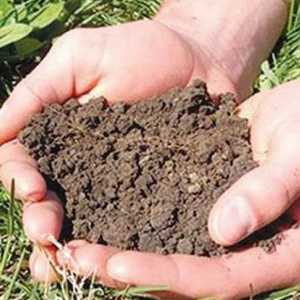 Как може да се подобри плодородието на почвата? Научете какво определя плодородието на почвата