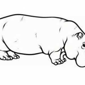 Как да се направи хипопотам: в молив, на етапи, за деца
