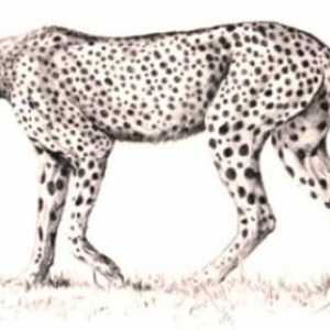 Как да нарисувате гепарди? Ние представяме силен и бърз звяр