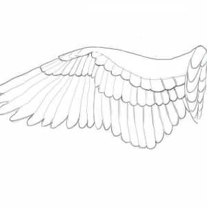 Как да нарисувате крила? Инструкция за начинаещи
