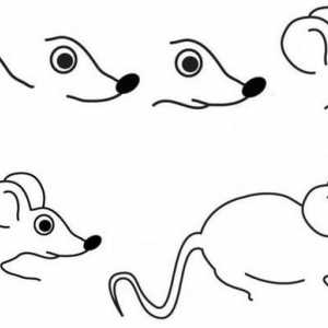 Как да нарисувате мишка: два майсторски класа