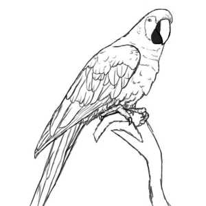 Как да нарисувате птица на етапи с молив. Как да нарисувате птиче перо. Как да нарисуваме птица или…