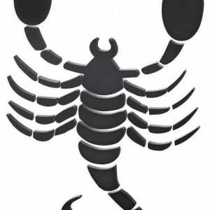 Как да нарисувате скорпион: стъпка по стъпка инструкция