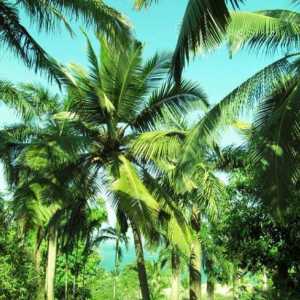 Какво е името на азиатското палмово дърво с извити листа? Тропическа палма с крилати листа: име и…