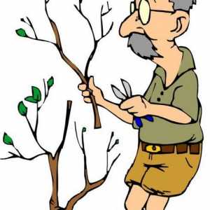 Как да отрежете дървета в градината. Подрязване на плодовите дървета през лятото и зимата