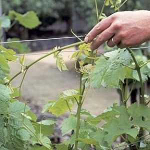 Как да намалите гроздето през есента: инструкции и препоръки