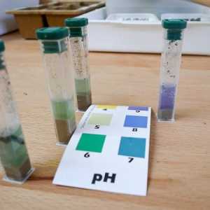 Как да се определи киселинността на почвата на собствения си обект