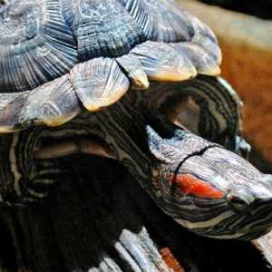Как да определим възрастта на червената костенурка чрез външни признаци?