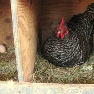 Как да се определи възрастта на кокошките носачки: създаването на продуктивна къща
