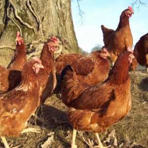 Как да определим възрастта на пиле: възможни начини