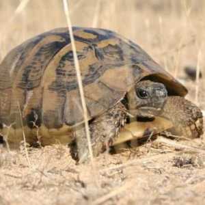 Как да се определи възрастта на сухоземната костенурка? Два прости начина