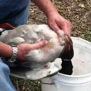Как да измъкнем патица? Съвети за домакини и ловци