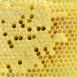 Как пчелите създават жилище и какво е пчелна пита?