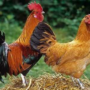 Как кълнове оплодят пиле? Колко пилета могат да оплодят петел?