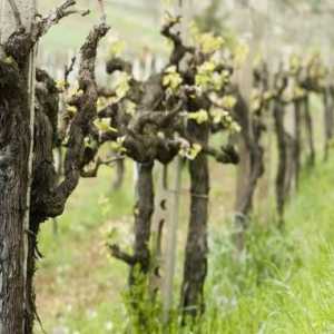 Как да прерязвате гроздето в пружината правилно. Схема за подрязване на грозде през пролетта
