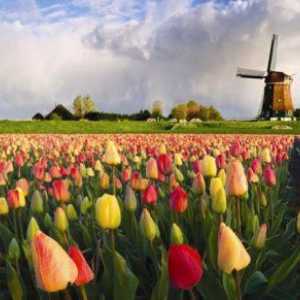Как да получите и кандидатствате за виза за Холандия