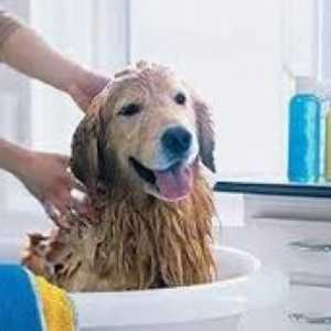 Как да се измие кучето правилно?