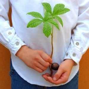 Как да засадите кестени от ореха на вашия сайт?