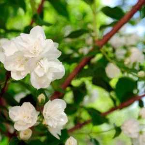 Как да засаждаме жасмин през пролетта? Засаждане на храст в страната