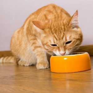 Как да нахраним котката у дома?