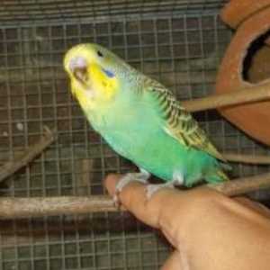 Как да свикнем с вълнообразен папагал на ръцете си? Практически съвети