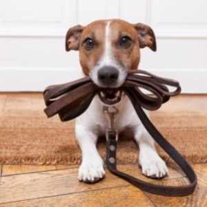 Как да учим кученце на каишка: характеристики, препоръки на специалисти и обратна връзка