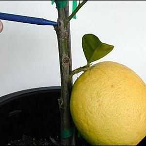 Как да насаждаме лимон в дома правилно?