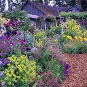 Как да разчупим цветната градина от трайни насаждения?