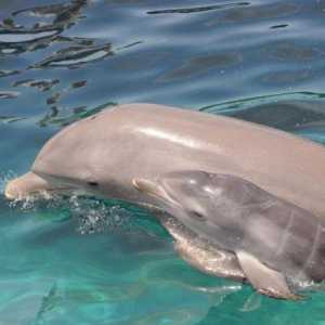 Как се умножават делфините? Първите дни от живота на младото красиво море