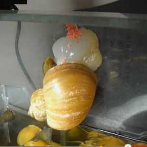 Как да се размножават аквариумни охлюви