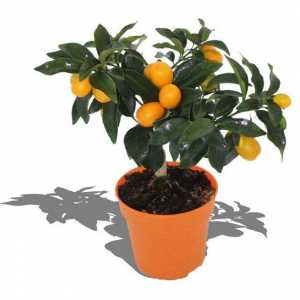 Как да засаждате, как да разпространявате, как да се грижите: Citrus Fortunella - радост във вашия…