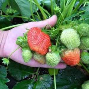 Как да засаждаме мустаци от ягоди, за да постигнем изобилна реколта
